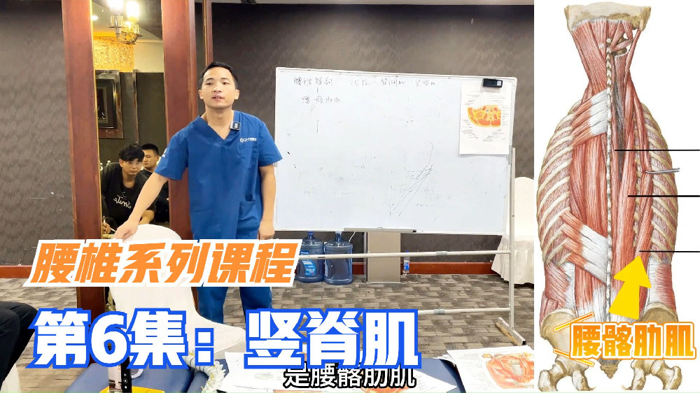 腰部竖脊肌由髂肋肌，最长肌，棘肌3个部分组成，重点学腰髂肋肌